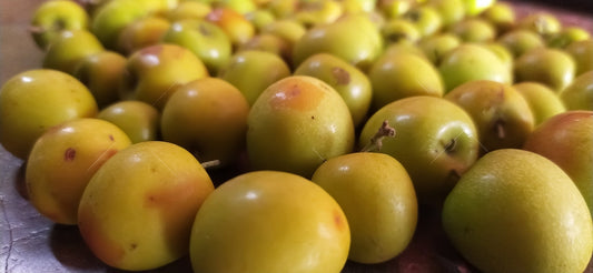 indian-jujube